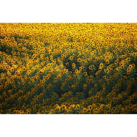 Tournesol _ Terre de Charentes et de Gironde - 2022