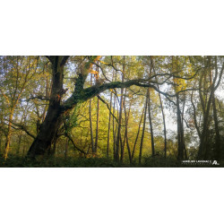 Oeuvre N°167/200_...