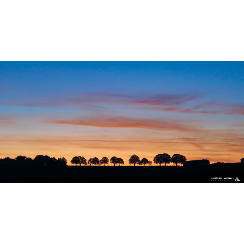 Photo murale - Paysage Médocain - Alignement d'arbres - Nouvelle Aquitaine - 2021