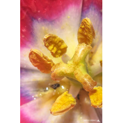 Fleur - Pistil et Tulipe du...