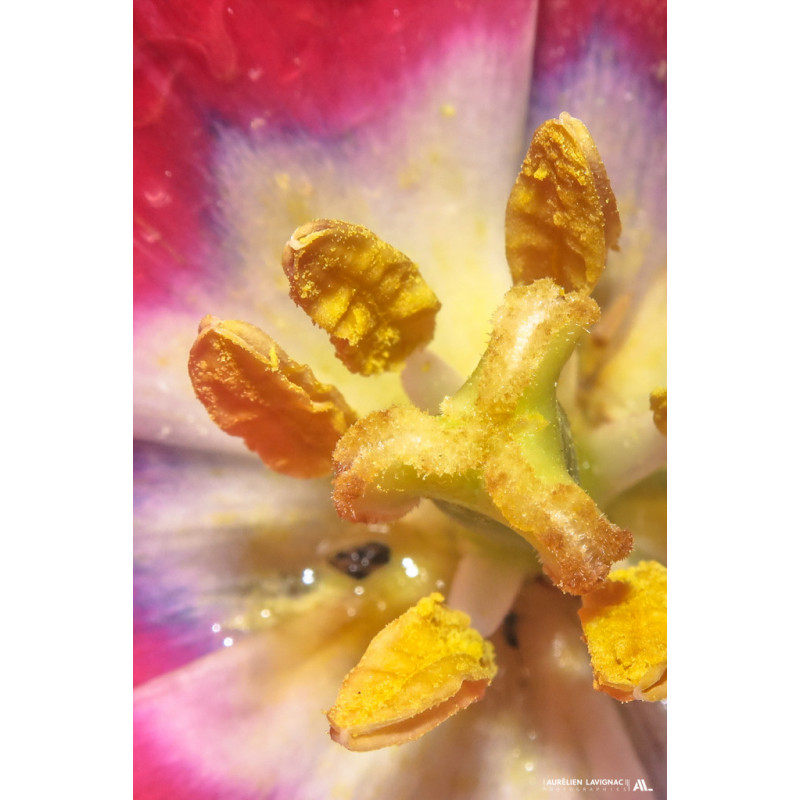 Fleur - Pistil et Tulipe du jardin _ Gironde - Bordeaux - 2018