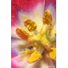 Fleur - Pistil et Tulipe du jardin _ Gironde - Bordeaux - 2018