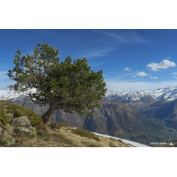 Photographie d'art - Arbre...