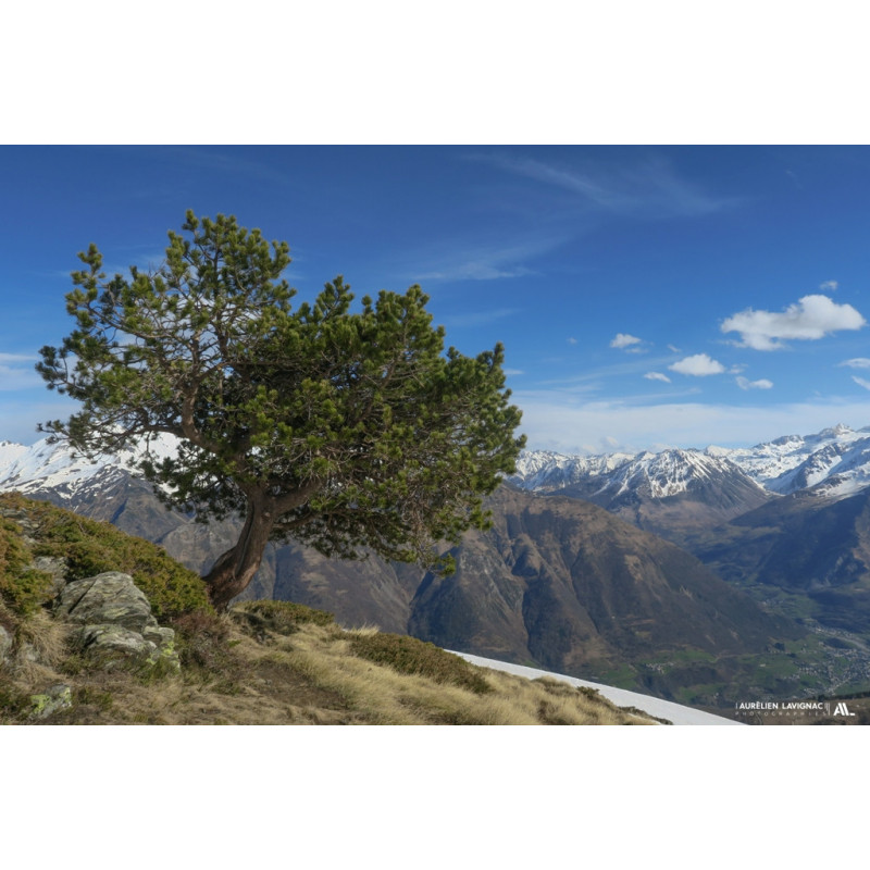 Photographie d'art - Arbre et Montagne - Silence et Liberté - 2021
