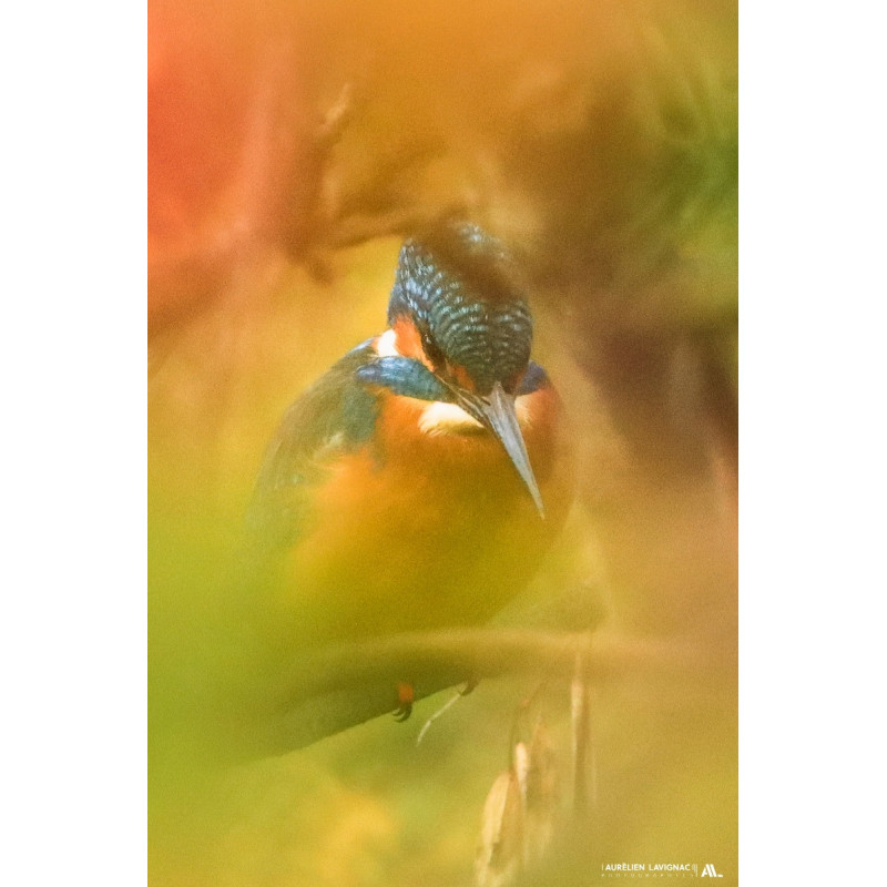 Stage Photo Animalier _ Martin pêcheur _ autour de Bordeaux