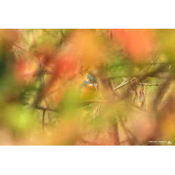 Stage Photo Animalier _ Martin pêcheur _ autour de Bordeaux