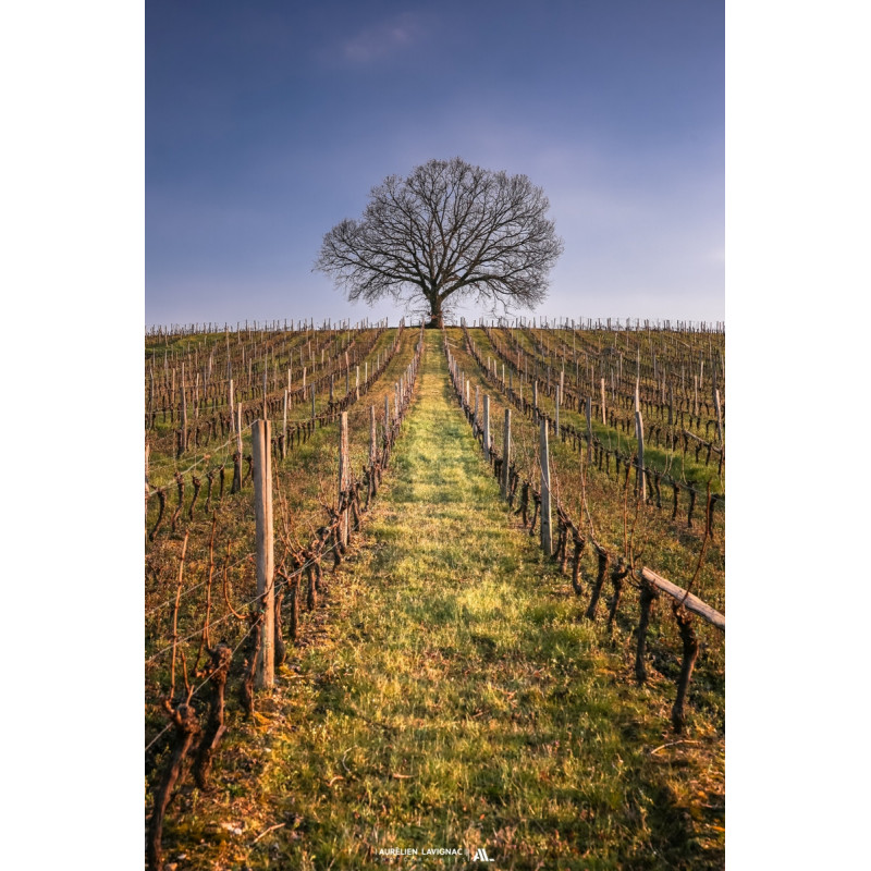 Oeuvre N°184/200,  L’Arbre de Vie _ Créonnais _ Entre deux mers