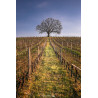 Oeuvre N°184/200,  L’Arbre de Vie _ Convergence Garonne