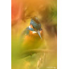 Stage Photo Animalière – Photographier la Faune Sauvage en Gironde _ autour de Bordeaux