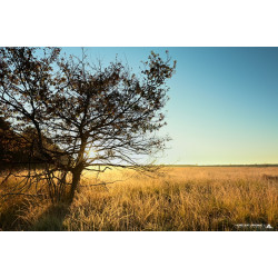 Tirage Photo - Arbre et...