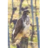 Tirage et Impression _ Rapace Buse variable sur piquet de vigne - Vignoble bordelais - 2023