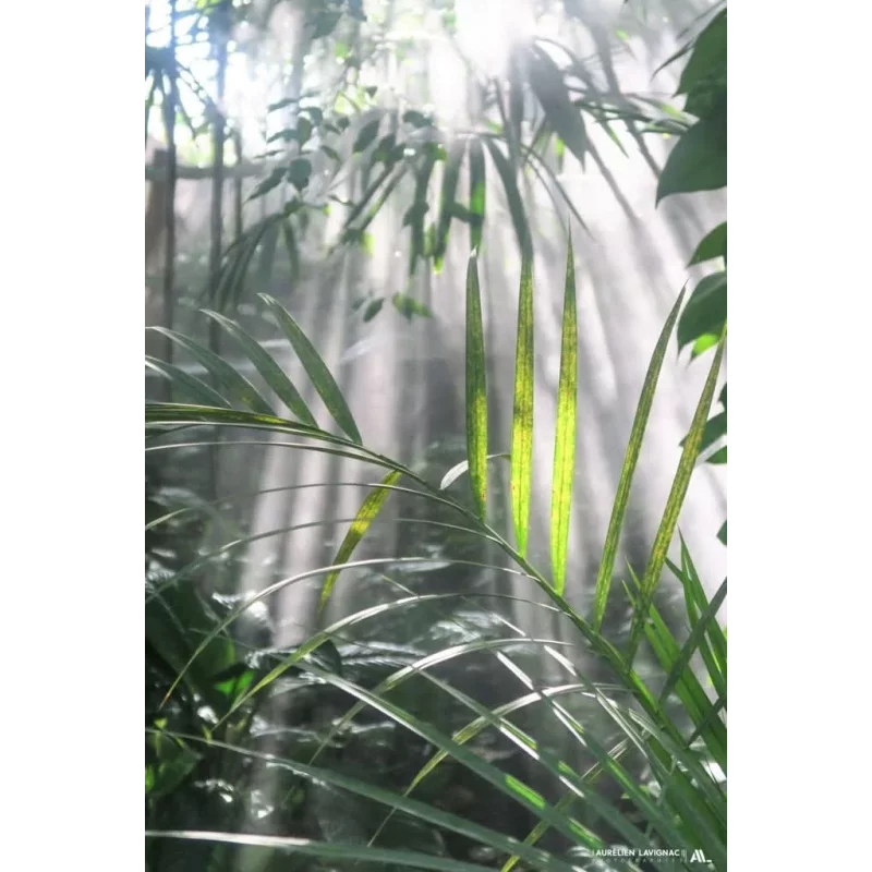 art deco murale interieur zen nature feuillage palmier ambiance tropique