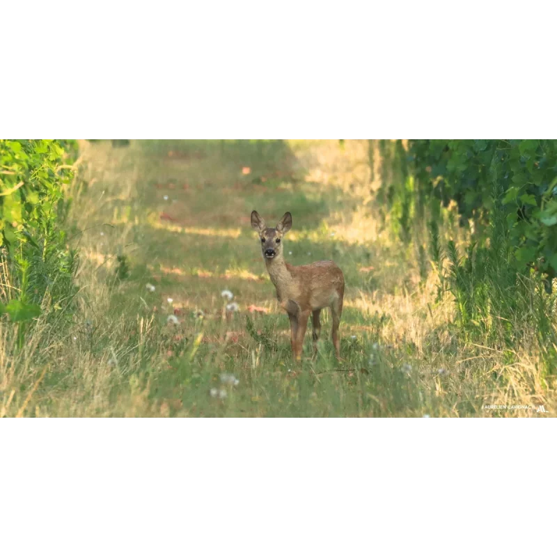 Panorama Chevreuil et Vigne - Créonnais