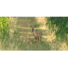 Panorama Chevreuil et Vigne - Créonnais
