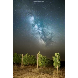 Photo des vignes du Moulin...