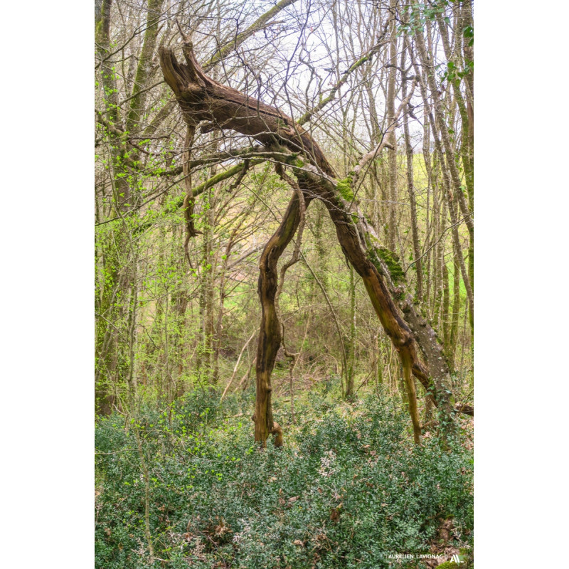 Oeuvre N°146/200,  Ent le géant, gardien des forêts _ Le réolais, canal de Garonne
