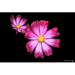 Oeuvre N°021/200, Double...