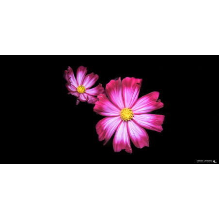 Oeuvre N°021/200, Double Cosmos