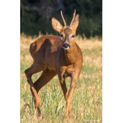 Oeuvre N°128/200, Hommage...