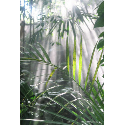 Oeuvre N°060/200, Semer la...