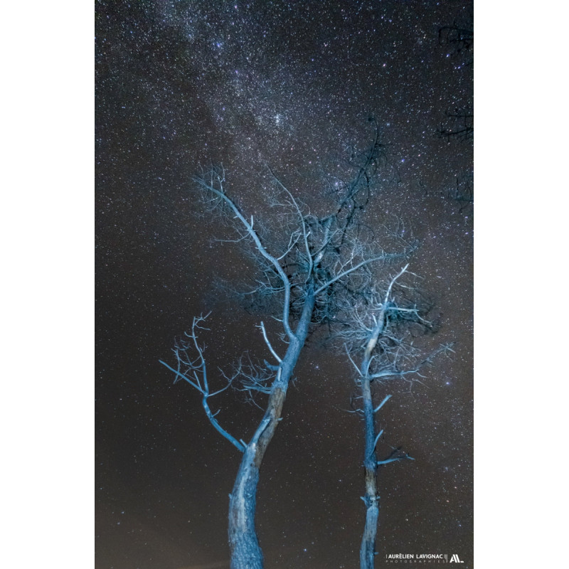 Oeuvre N°093/200, Deux vielles âmes sous les étoiles. _ Dune du Pilat _ Pin incendie