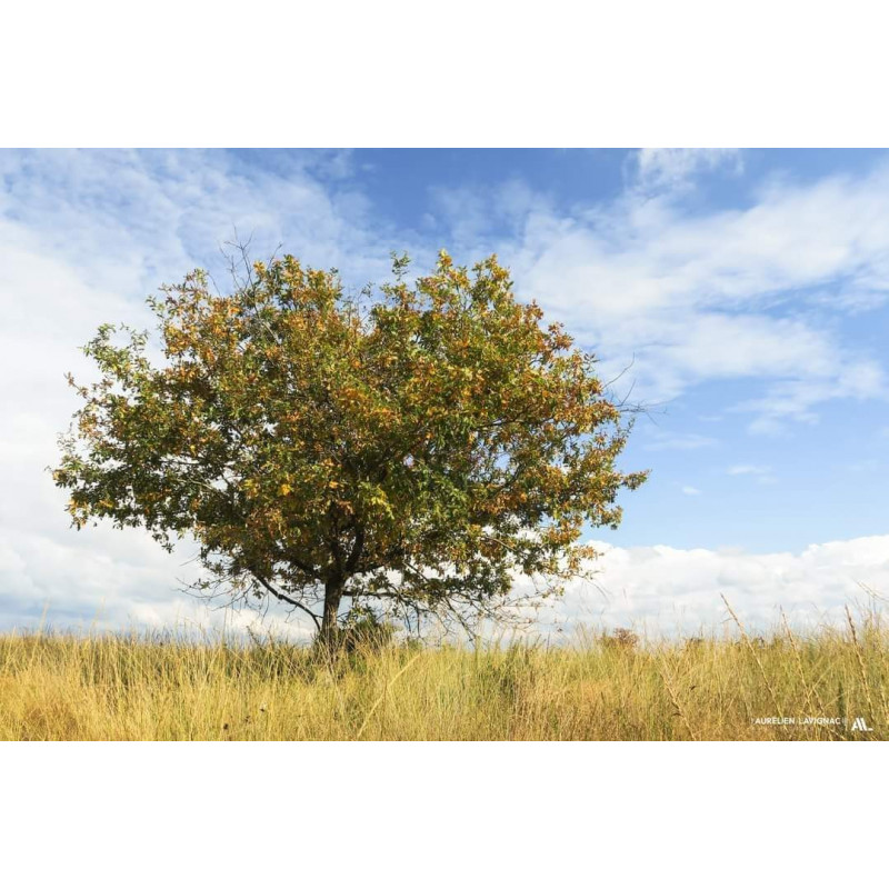 Oeuvre N°148, L'arbre Coeur, route des Landes et de Gironde